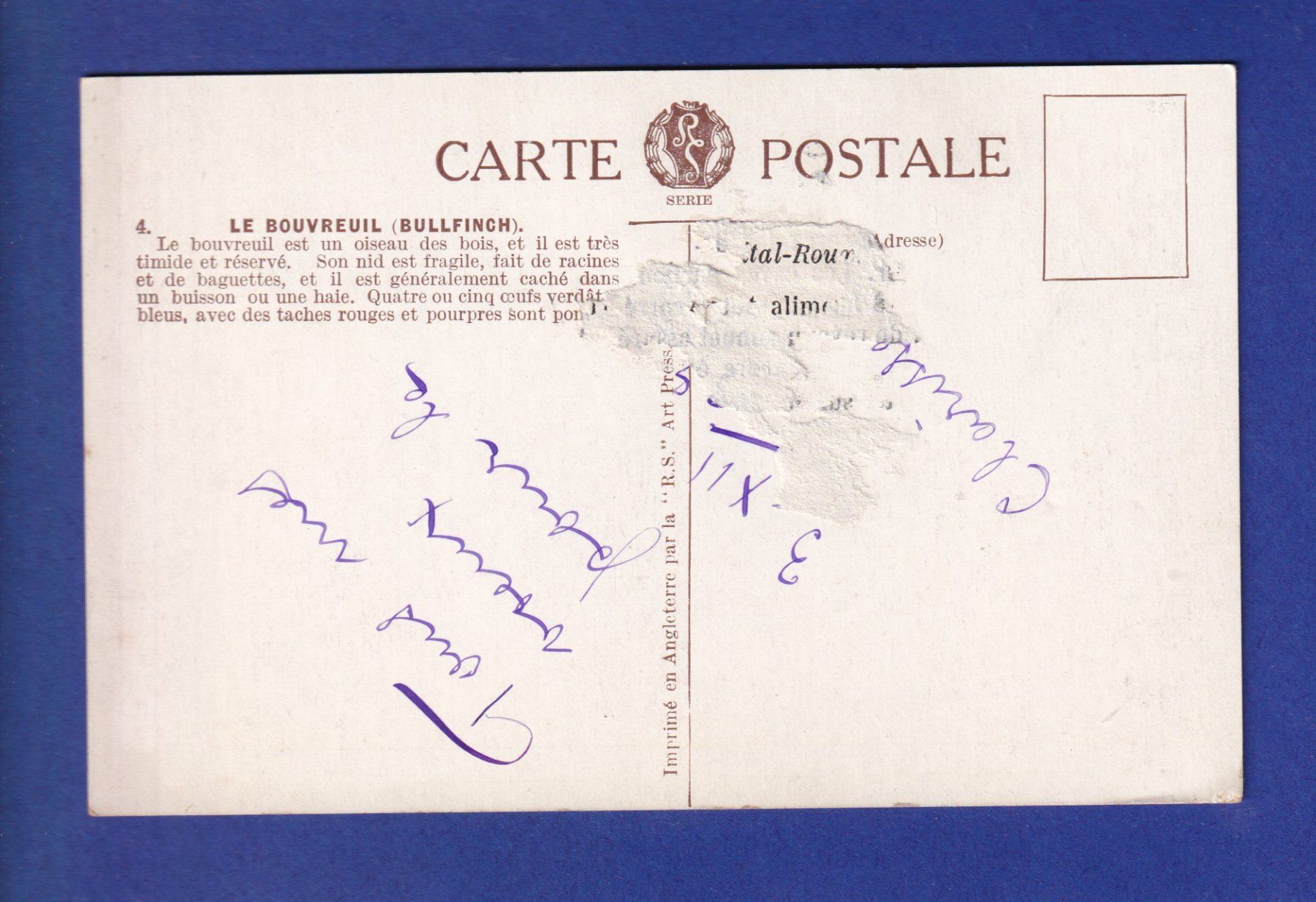 Cartes postales: OISEAU - Bouvreuil – D'occasion à Pully par nicecards-shop 1