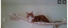 Catwalk Wandmontage - Neu und ungebraucht!