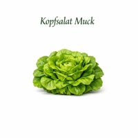 Kopfsalat Muck
