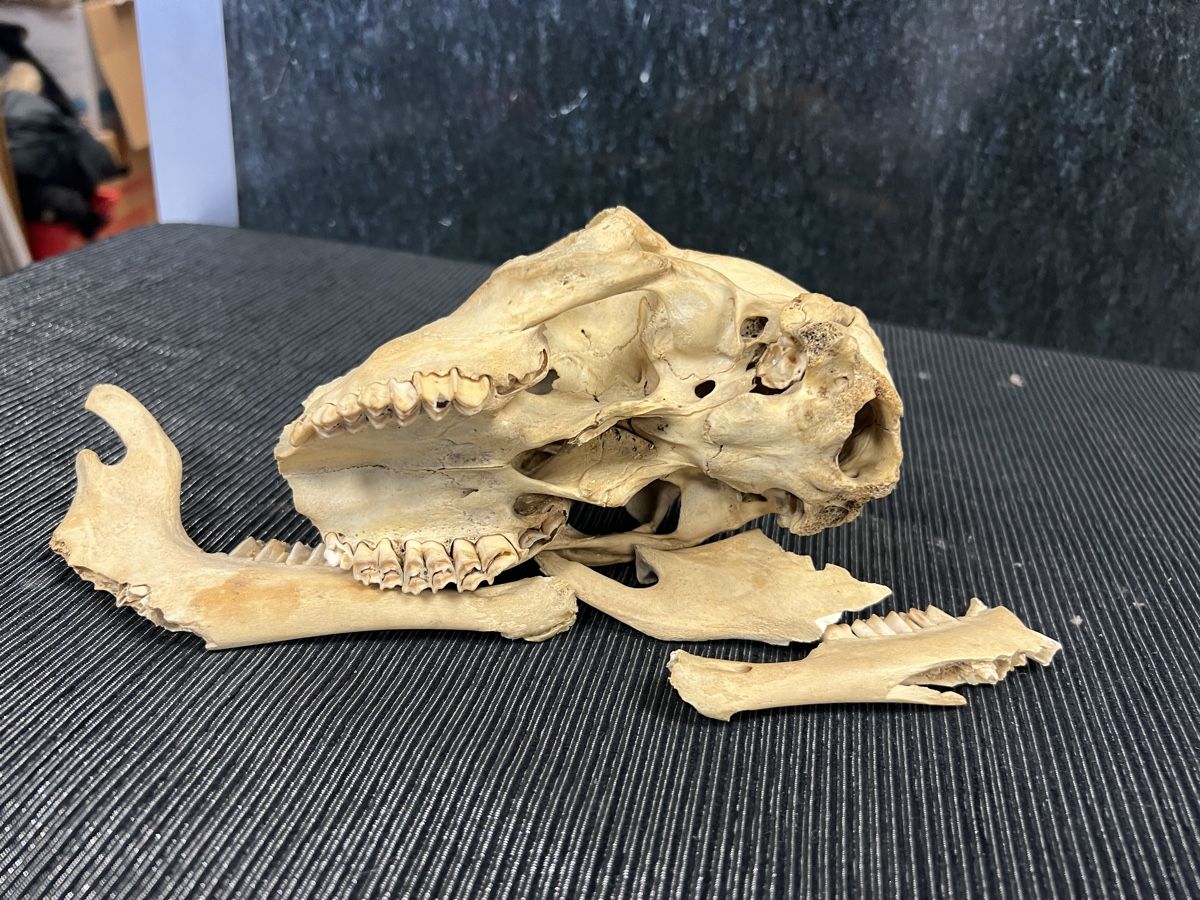 Welt der Tiere: CRÂNE 💀  ANCIEN – Gebraucht aus Genève von Leboucheoreilles 4