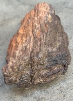 Fossil versteinertes Holz aus der Sahara 1570 Gramm