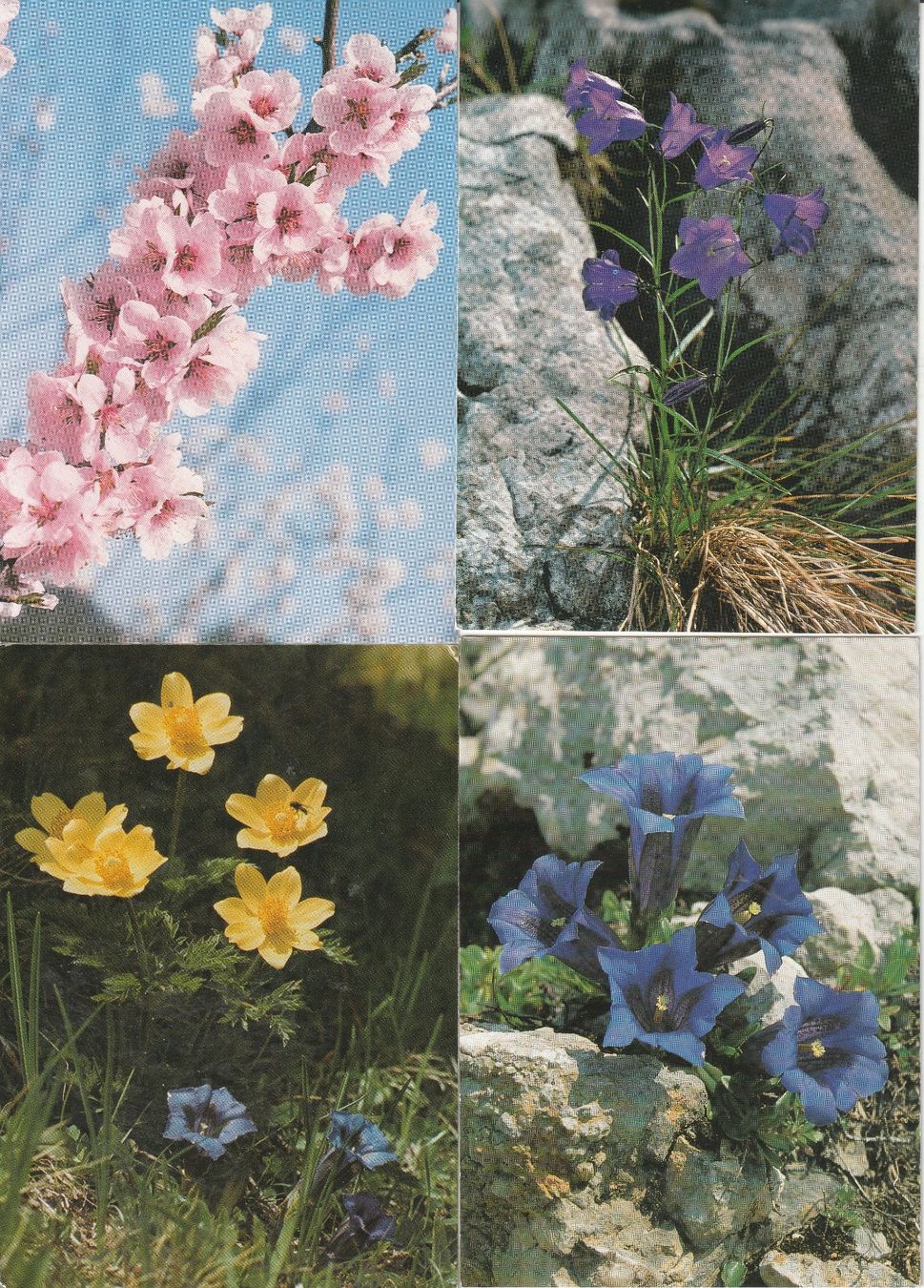 Ansichtskarten: 40 Diverse Blumenkarten – Gebraucht aus Lumbrein von made02 3