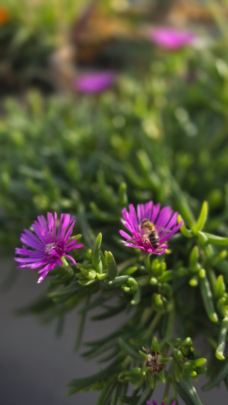 Piante & sementi: Delosperma cooperi Pink; winterhart – Nuovo (secondo la descrizione) da Zürich venduto da The_Plant_Wizard 1