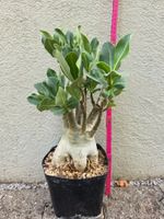*RAR* Adenium arabicum "Millenium Queen" / Wüstenrose