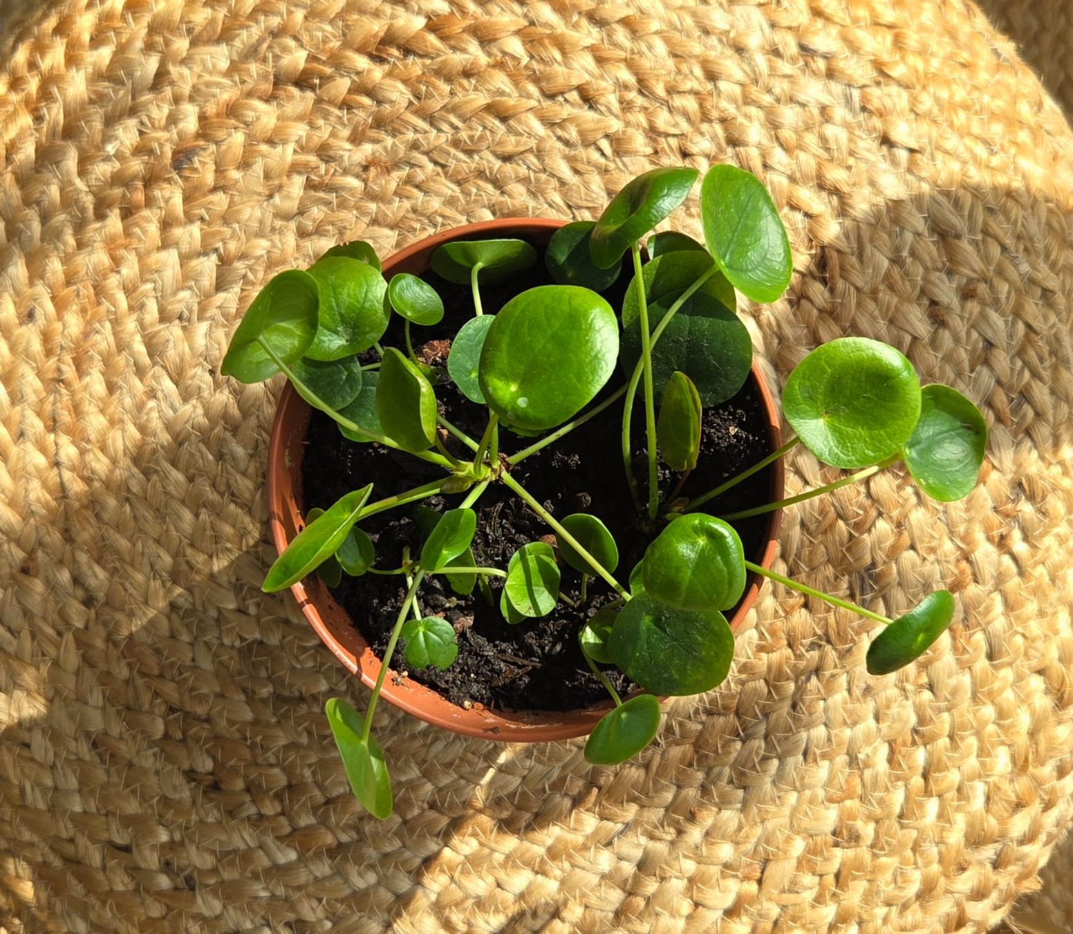 Pflanzen & Samen: Kleine Pilea peperomioides – Gebraucht aus Zürich von wile_coyote 1