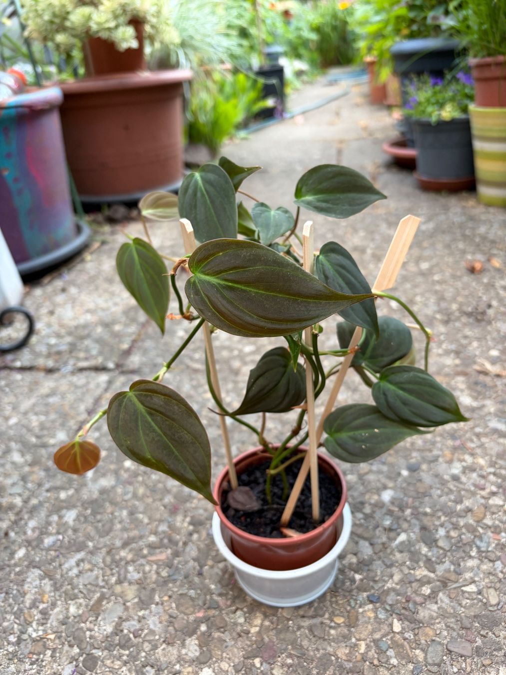 Piante & sementi: Philodendron scandens micans, getopfte Pflanze – Nuovo (secondo la descrizione) da Winterthur venduto da Aniger 1