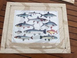Magnifique lithographie poissons d'eau douce à encadrer