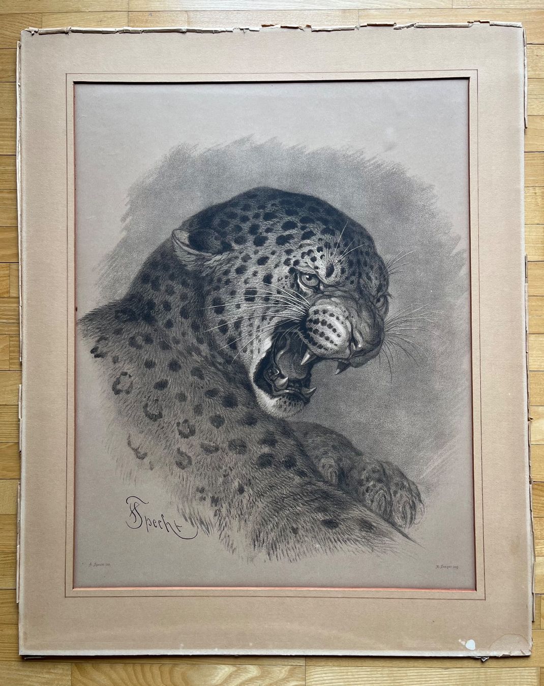Grafica & Litografie: Gepard – Usato da Aarau Rohr venduto da Hohenstaufen1208