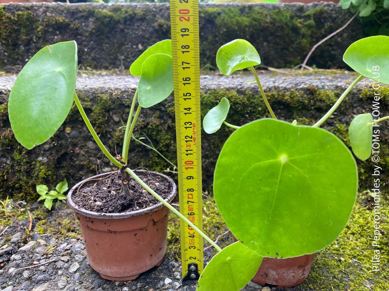 Piante & sementi: Pilea Peperomioides - 100% Bio-Anzucht – Nuovo e nell'imballaggio originale da Adliswil venduto da astom369 2