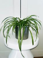 Spider plant & metal cache pot