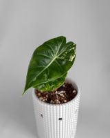 Alocasia Pink Dragon Albo Variegata