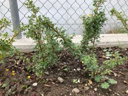 Japanische Stechpalmen Ilex Crenata Glorie Gem