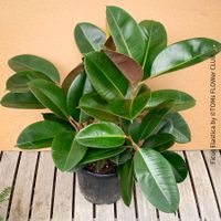 Ficus Elastica - klassisch Grün - frische Stecklinge