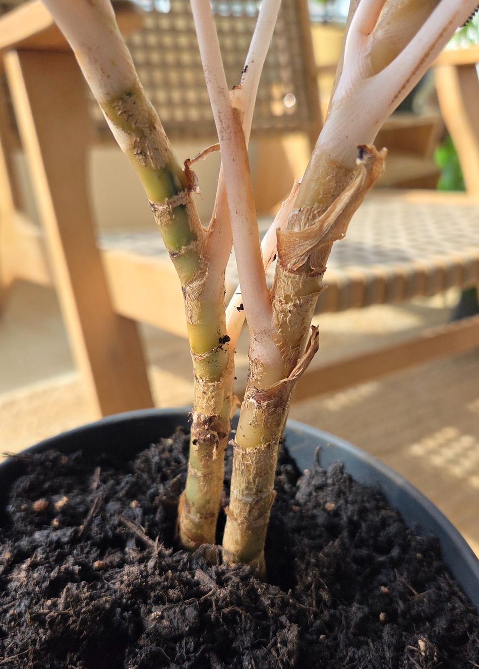 Plantes & graines: Aglaonema (ca. 30cm) – D'occasion à Zürich par wile_coyote 3
