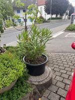 Wunderschöbe Oleander 
