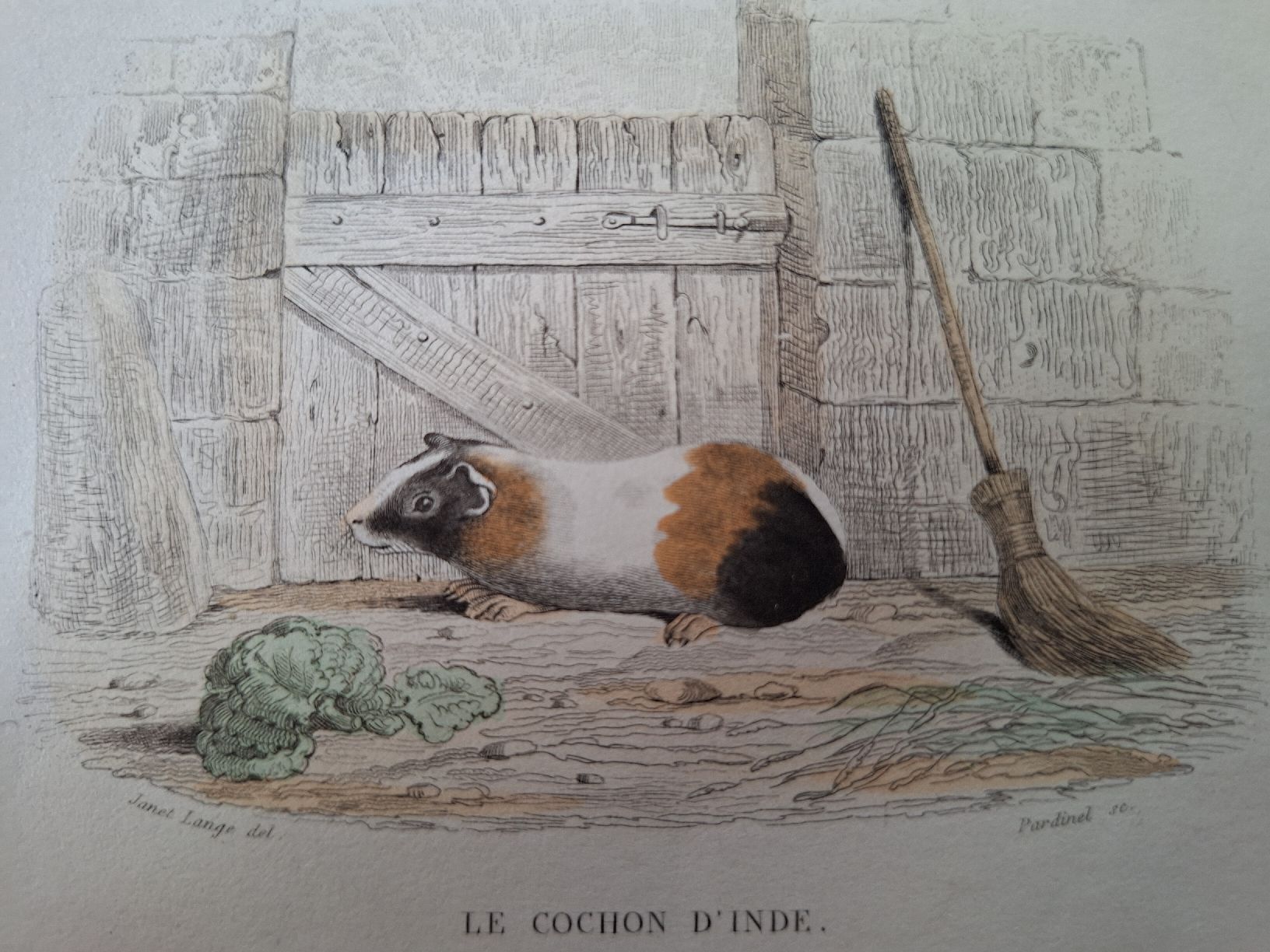 Incisioni: LE COCHON D'INDE. LA TAUPE. LE HERISSON – Usato da Bevaix venduto da bohrap 2