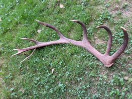 Hirsch Geweih 🦌 # XL Hirschhorn Jagd Stange Dekoration WILD
