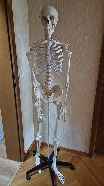 Kit di modellismo & Modellini statici: Anatomie Skelett – Usato da Haslen AI venduto da Merida33