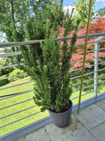2 × Euonymus japonicus 'Green Spire' – Säulenform im Topf