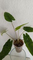 Alocasia shattered glass