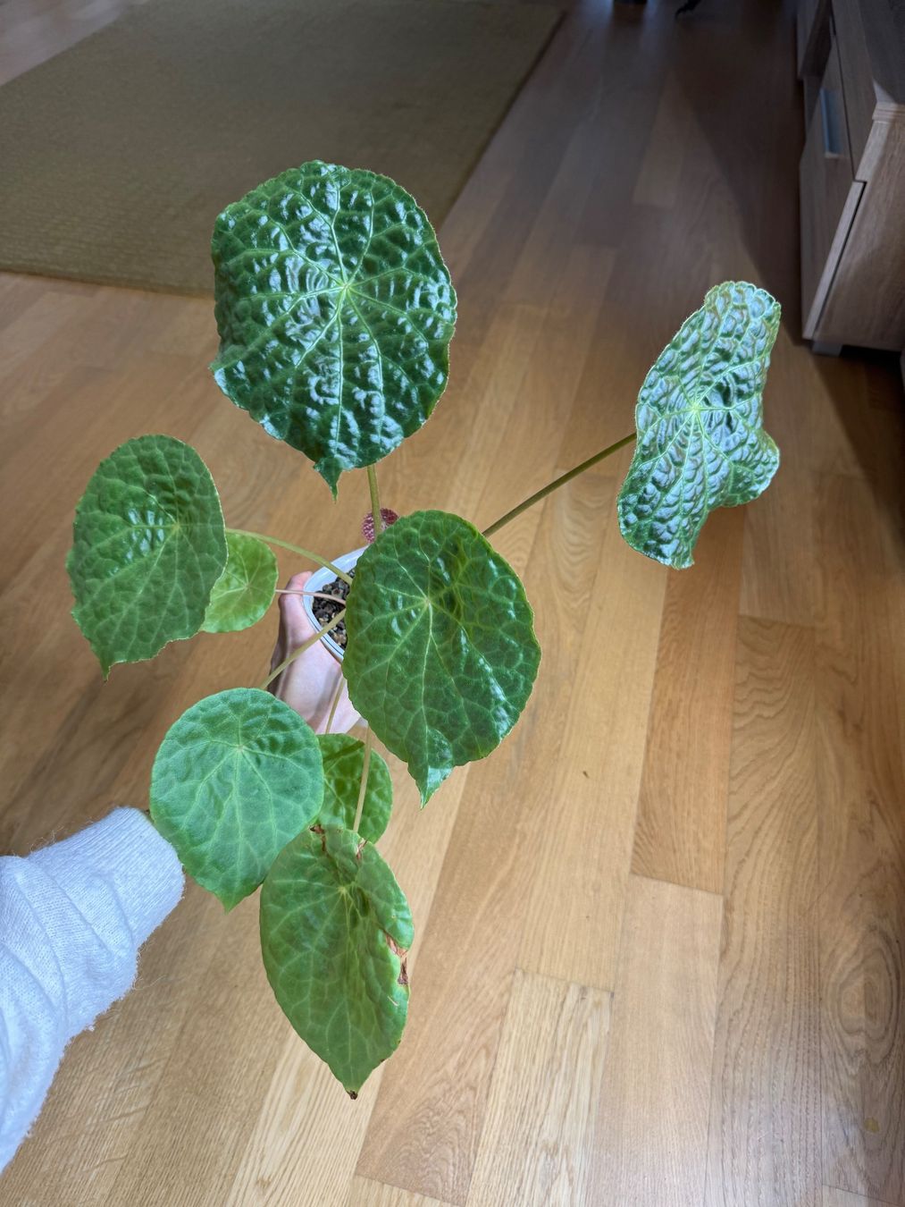 Piante & sementi: Begonia Phutoensis – Usato da Goldau venduto da b4mxshk 1