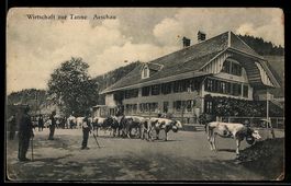 AK Aeschau, Gasthaus zur Tanne mit Kühen davor, Außenansicht