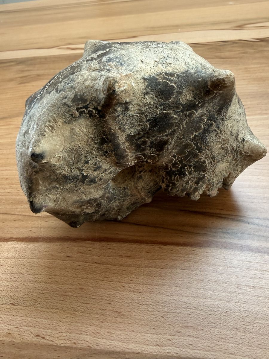 Fossili: Versteinerter Ammonit – Usato da Grenchen venduto da Bastet007 6