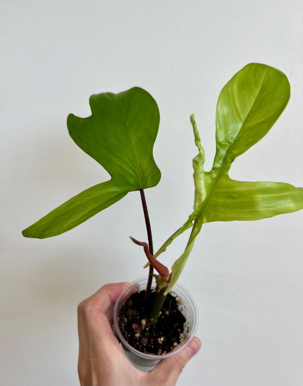 Plantes & graines: 🔥Philodendron Florida Ghost – D'occasion à Glattpark(Opfikon) par ste_n99y 3