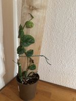 Monstera Dubia