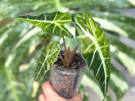 Alocasia Amazonica Tricolor