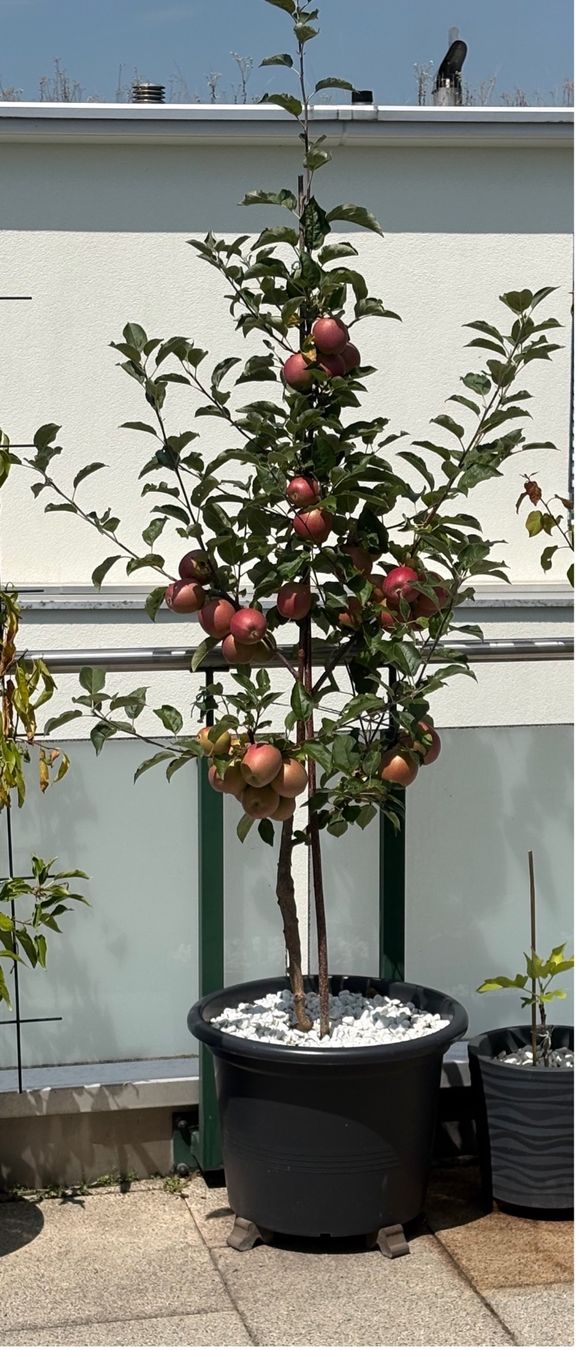 Plantes & graines: Schnäppchen, BIO  Apfelbaum - Summerred – D'occasion à Männedorf par Vespi012