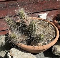 Echinocereus sarasiphorus (XXL) Winterhart