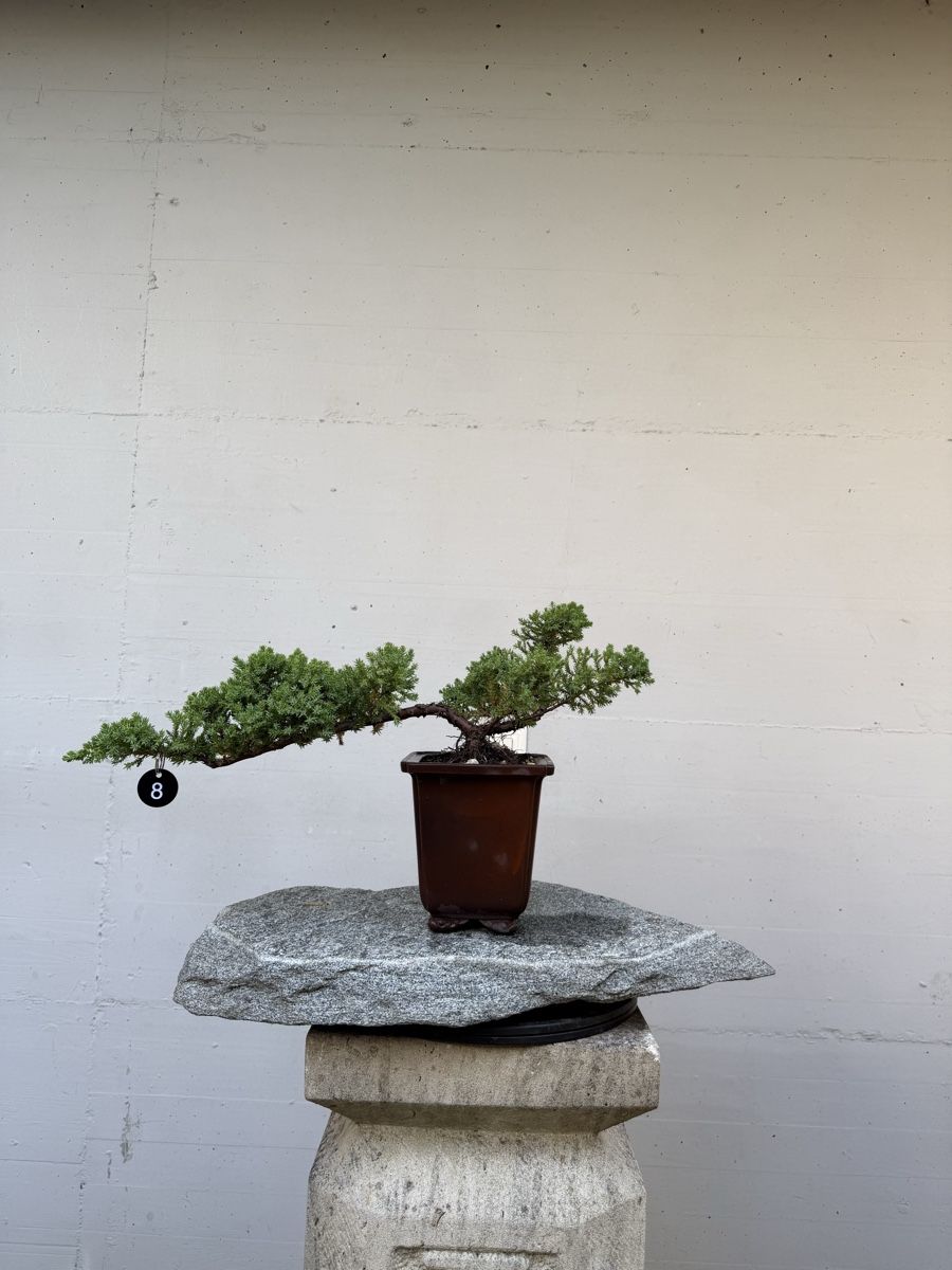 Plantes & graines: Juniperus Kaskaden-Bonsai AB 1.-  – D'occasion à Gossau SG par SolitariusBotanica 5