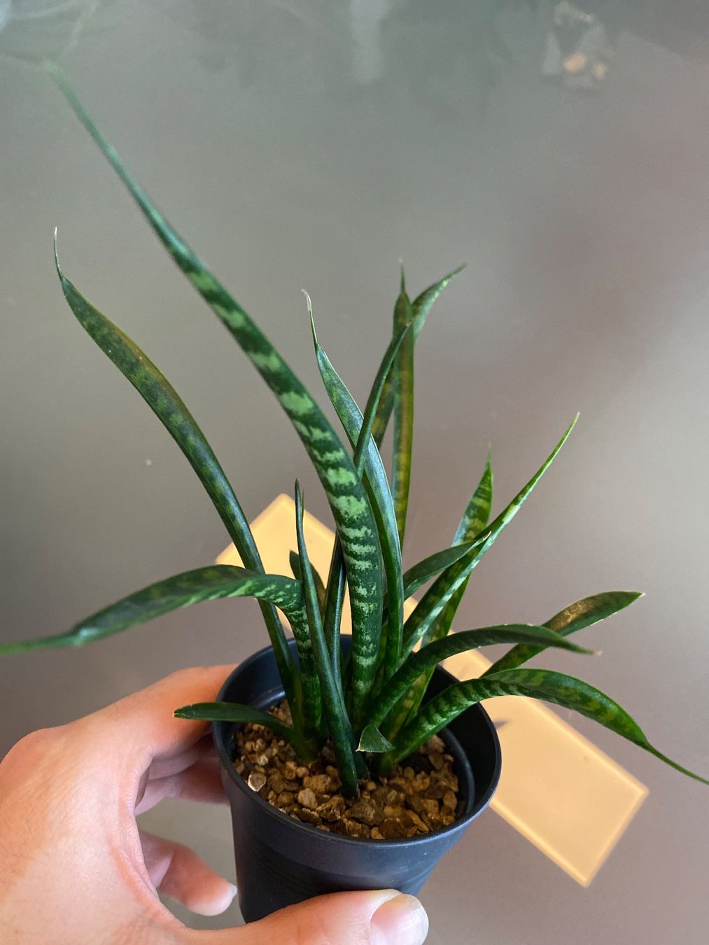 Plantes & graines: Sansevieria 'Friends' – D'occasion à Affoltern am Albis par Michi_1414 1