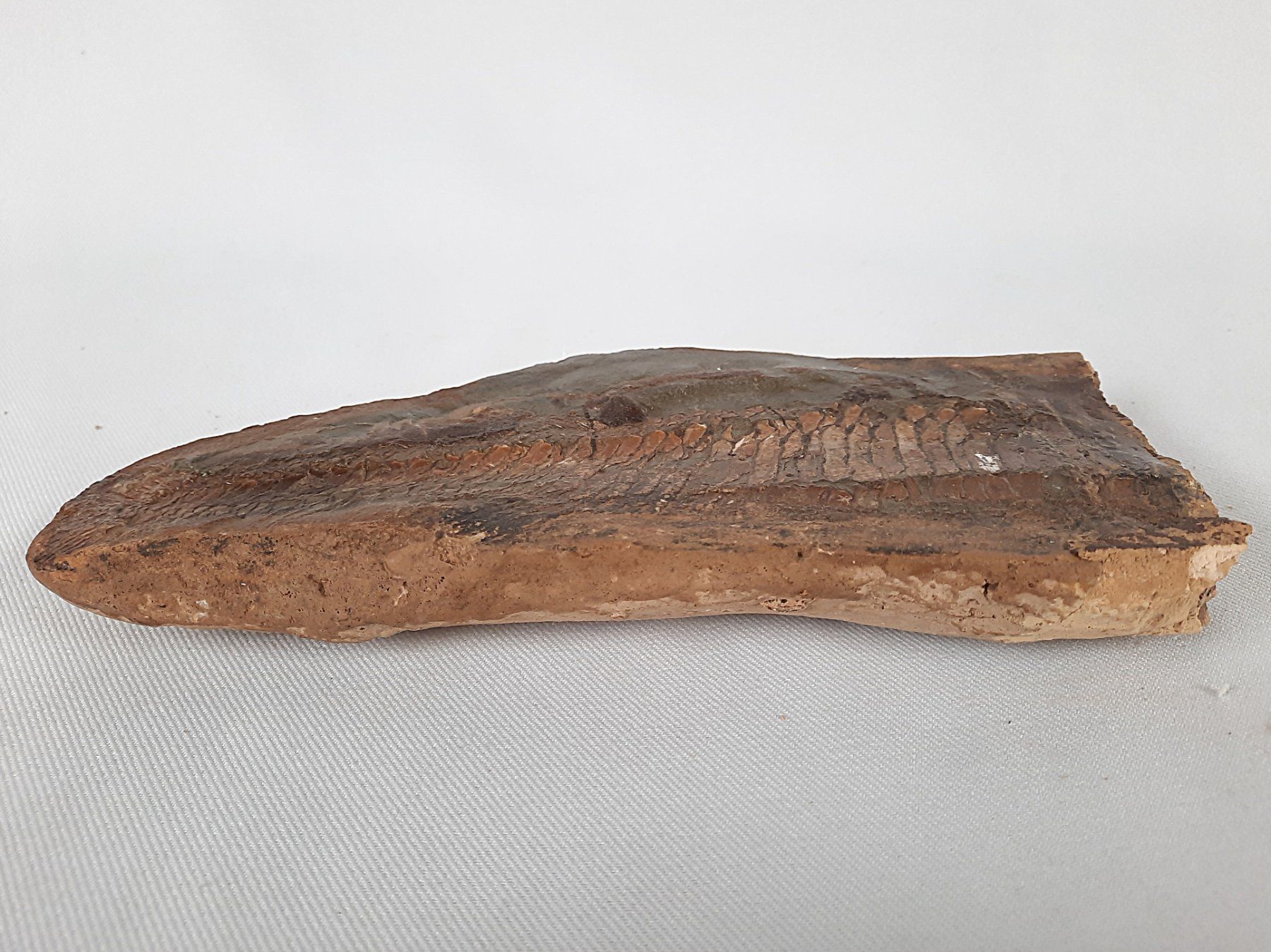 Fossili: Fossiler Fisch in 2 teilen – Usato da Beinwil am See venduto da Restwert_Beinwil 4