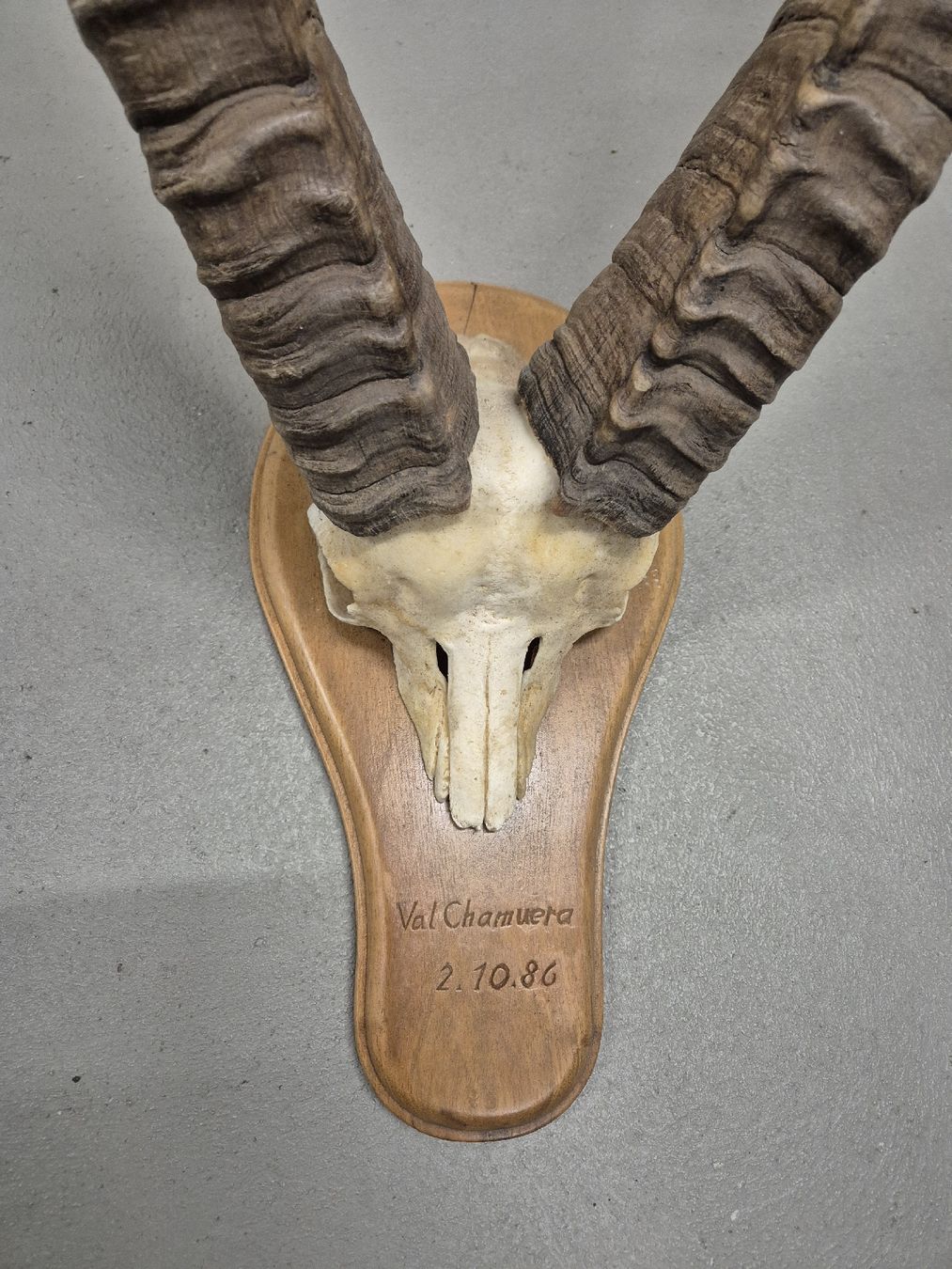 Altre raccolte & rarità: Steinbock Geweih / Hörner,, Val Chamuera 1986,  Jagdtrophäe – Usato da Küsnacht ZH venduto da Nitzgi 1