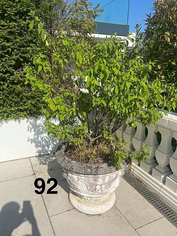 Vase & Récipients: vase – D'occasion à Pfäffikon SZ par lar_wl22