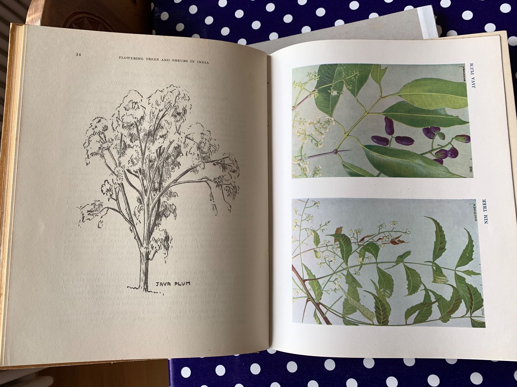 Libri: Flowering Trees ans Shrubs in India von 1950 – Usato da Basel venduto da Akinom50 2