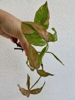 Syngonium Pink Splash – 2 Top Cuttings 🌿🩷