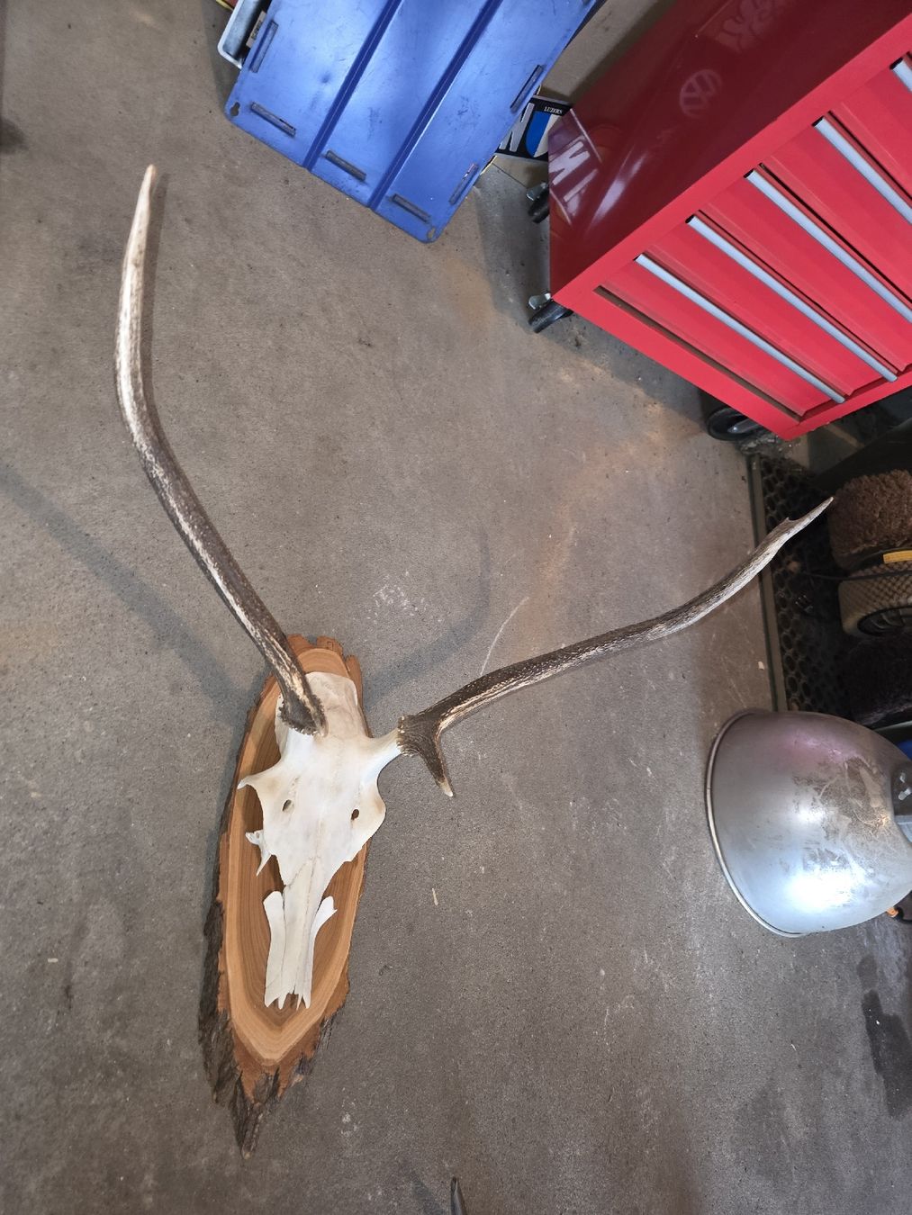 Altre raccolte & rarità: Hirschgeweih Spriesser – Usato da Hasle LU venduto da Auctions_Hunters 2