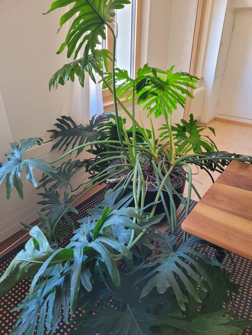 Pflanzen & Samen: Philodendron – Gebraucht aus Igis von sab_tc8r