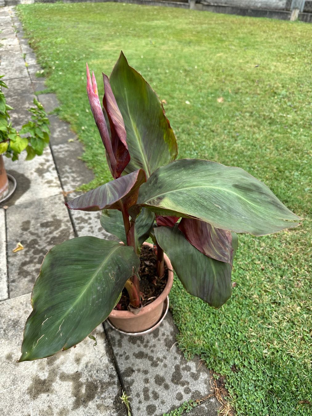 Piante & sementi: Canna indica - Pflanze! – Nuovo (secondo la descrizione) da Steffisburg venduto da Petroselium