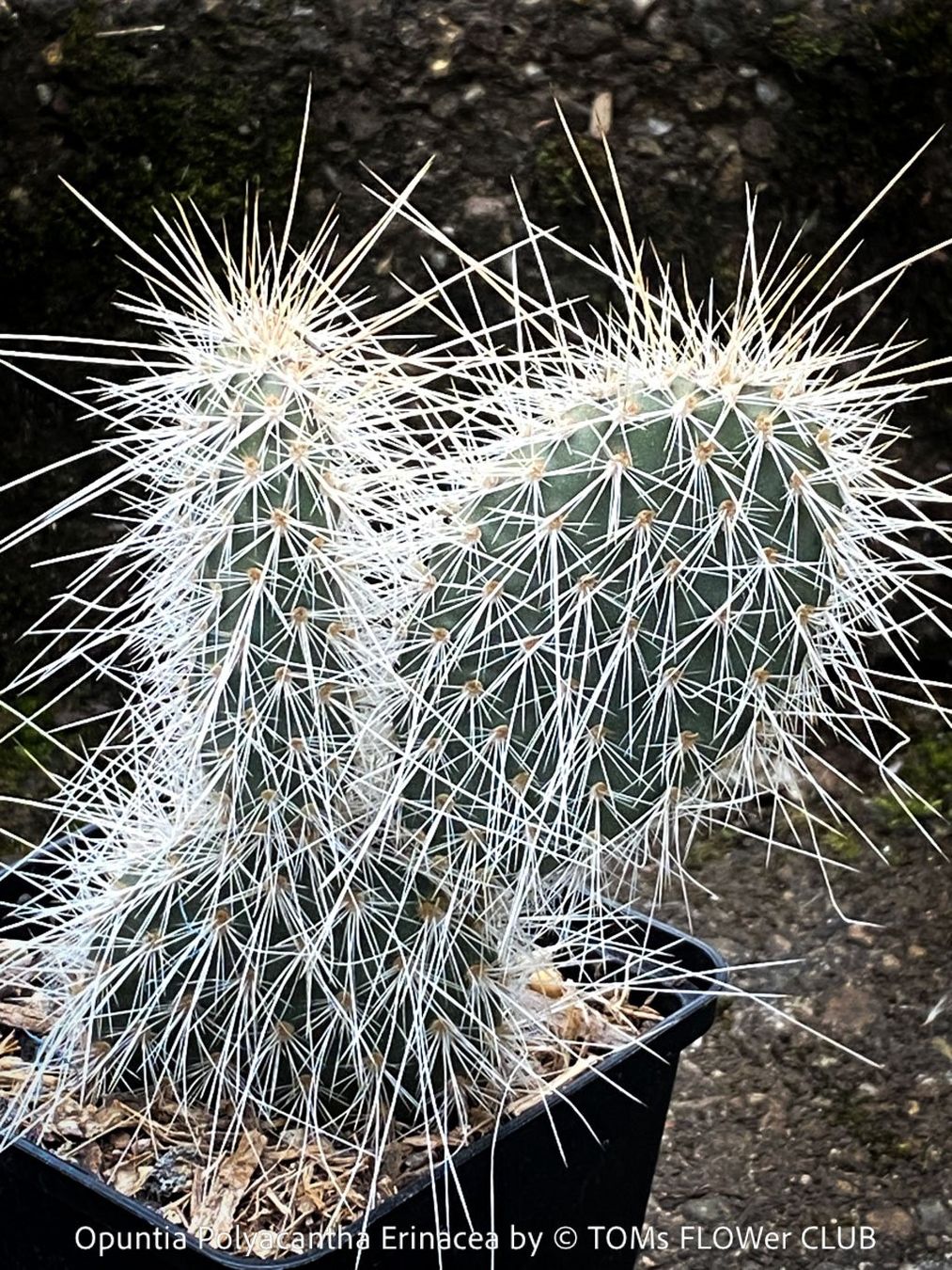 Piante & sementi: Opuntia Polyacantha Erinacea - "Grizzly Bear"- winterhart – Nuovo e nell'imballaggio originale da Adliswil venduto da astom369 6
