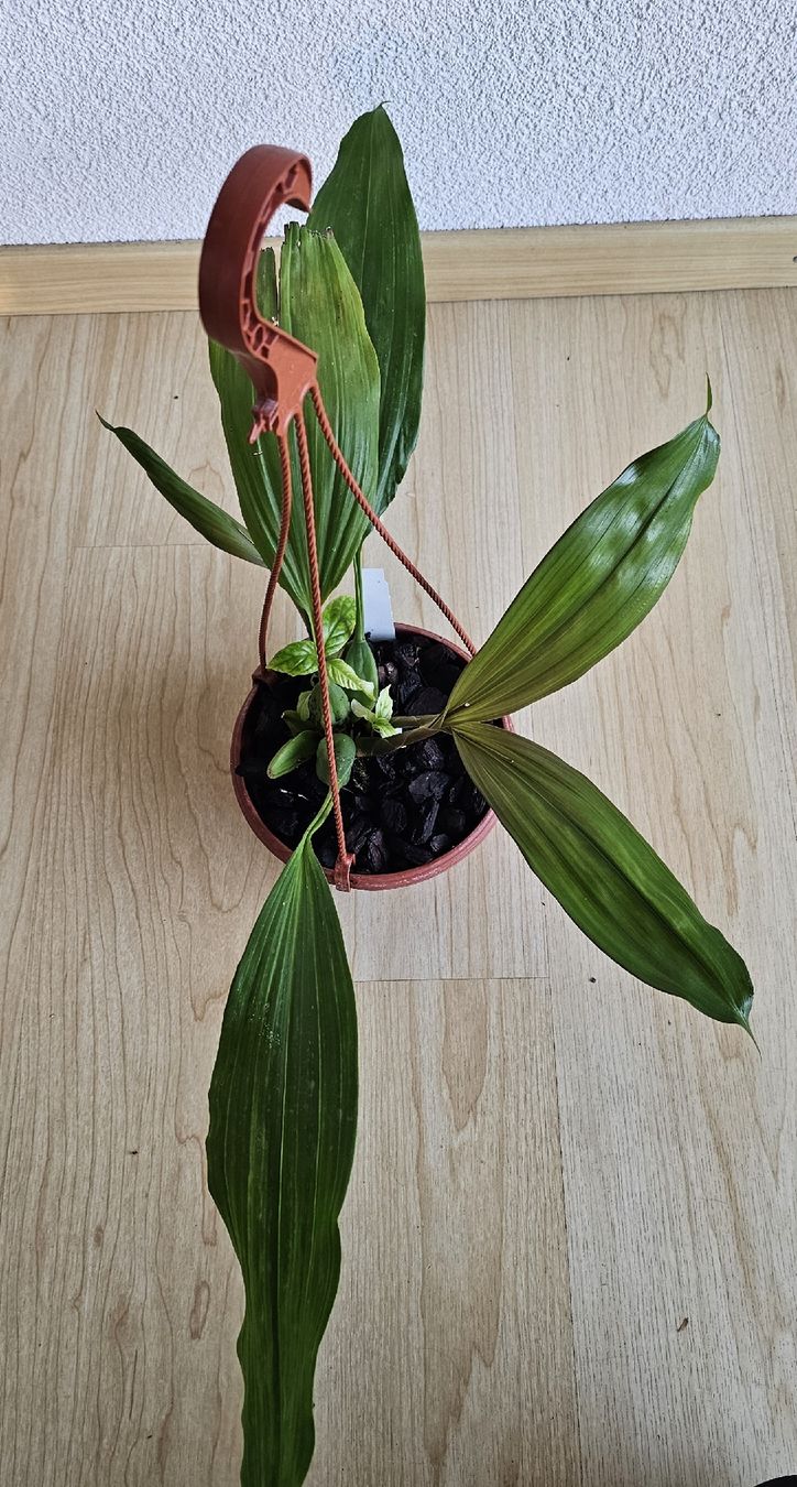Piante & sementi: Orchidee Coelogyne speciosa – Usato da Jona venduto da Smurnaya 2