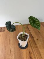 Alocasia Dragon Scale Variegata (wenig) im SB-Topf