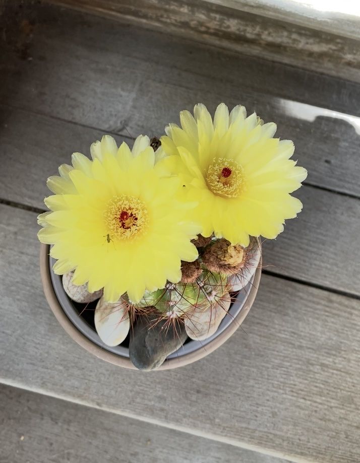 Plantes & graines: Kaktus gelb blühend – Neuf (Voir description) à Dierikon par Wale71 3