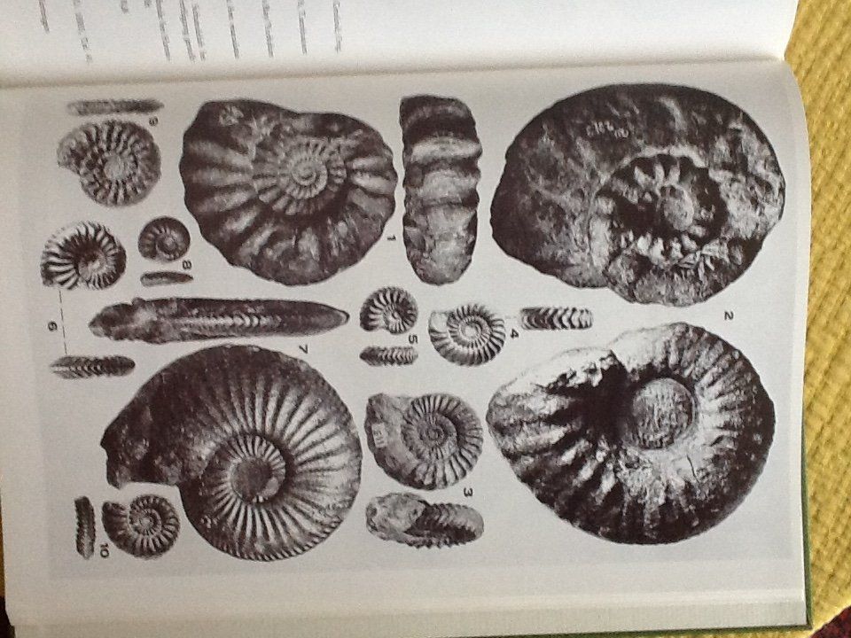 Libri: Fossilien Ammoniten Lias – Nuovo (secondo la descrizione) da Olten venduto da smiples 4