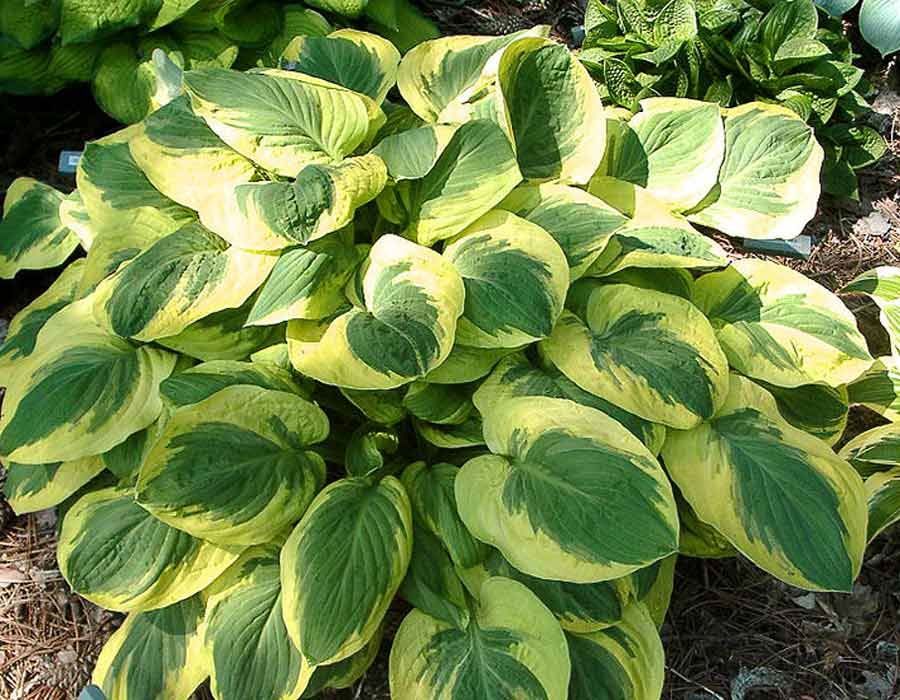 Piante & sementi: Hosta 'Carnival' 2 PLANTS – Nuovo (secondo la descrizione) da Bremblens venduto da FIBONACCI369