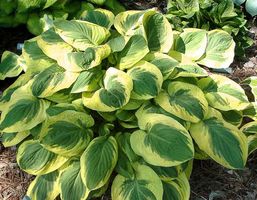 Hosta 'Carnival' 2 PLANTS