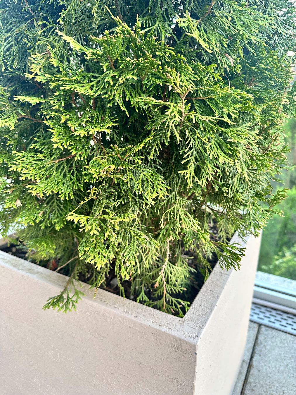 Piante & sementi: Thuja Lebensbaum inkl. Topf – Nuovo (secondo la descrizione) da Langnau i. E. venduto da Laleee 4
